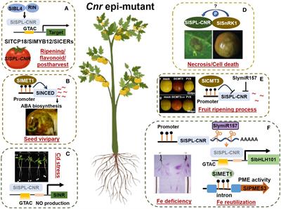 Epigenetic insights into an epimutant colorless non-ripening: from fruit ripening to stress responses